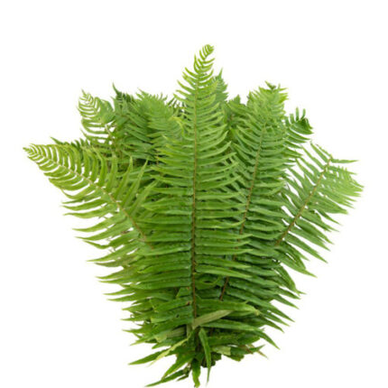 Flat Fern simpson
