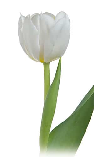 Tulip Coquette Yellow holl