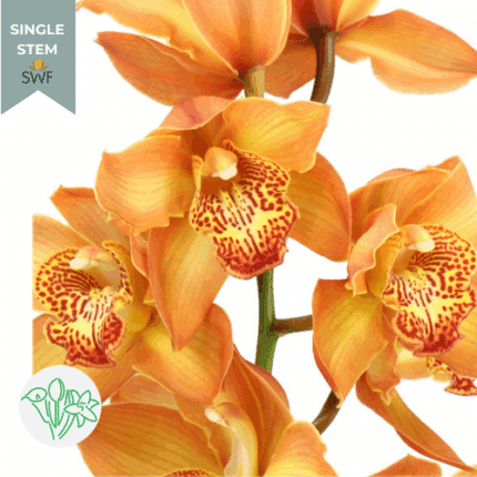 Cymbidium Yellow Org holl(STEM