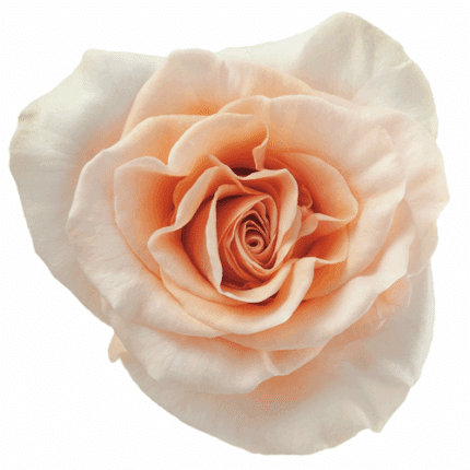 Rose Phoenix 60cm naranjo