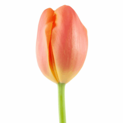 Tulip Orange Dmaster super hol