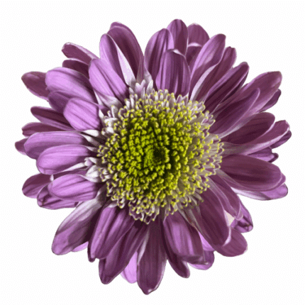 Mum Cremon Lavender galleria