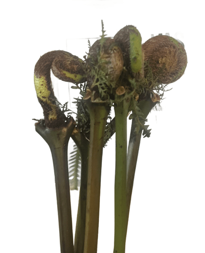 Osmunda Regalis Japan Monkey T
