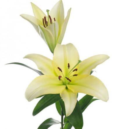Lily Oriental Yellow holex