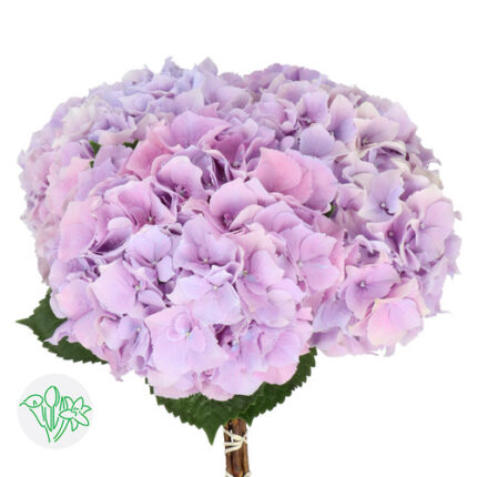 Hydrangea Cotton Candy holl(ST