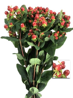 Hypericum True Romance red fl