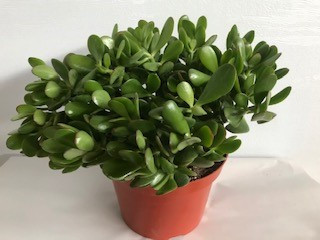 8" JADE