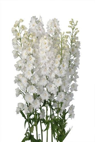 Delph Candle White holex