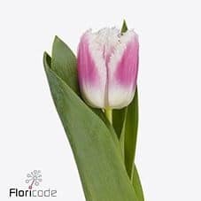 Tulip French Hawaii 52gram sup