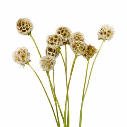 Scabiosa Pods Bleached much
