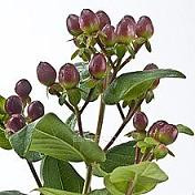 Hypericum chocolate esm xtra