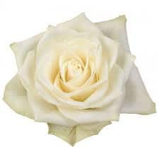 Rose Athena holl(10st)