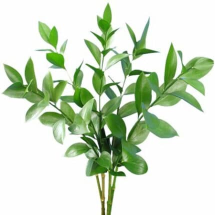 Israeli Ruscus Large flboard