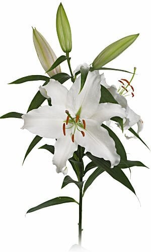 Lily Zambesi 3/5 bl esmeralda