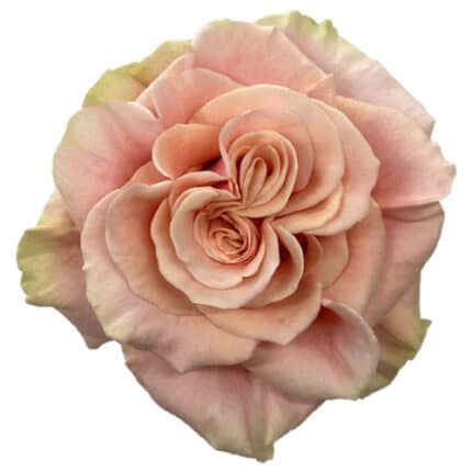 Rose Phoenix 60cm fresca