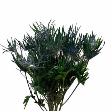 Eryngium Blue Bell gdns(10st)