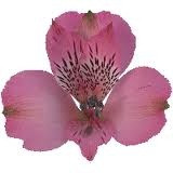 Alstro timor holl(pink)