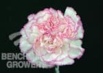 Carn Sel. Pink/White bmark - Image 2