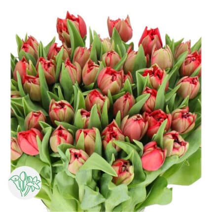 Tulip Dbl Red holl