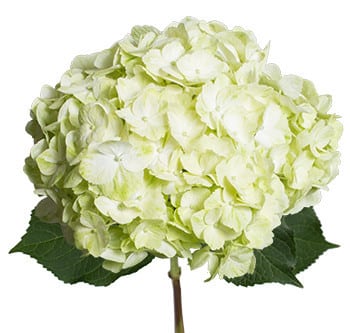 Hydrangea Antique Green Jumbo