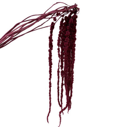 Amaranthus Preserved Burg 60cm