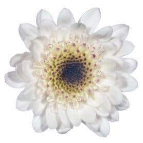 Pom Cushion Capadocia White/Dk