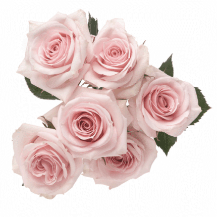 RoseSpray Starblush sunrite