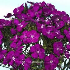 Dianthus fushia esmer xtra