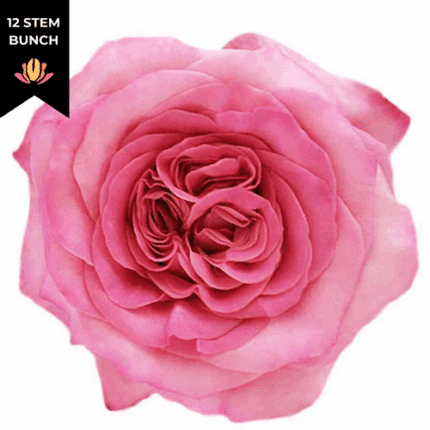 Rose Gdn Ashley 40cm florecal