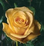 TARA(yellow) 40 rfi
