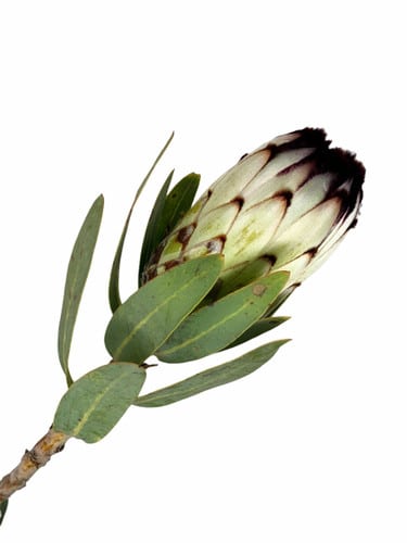 Protea Niobe holex(st)white