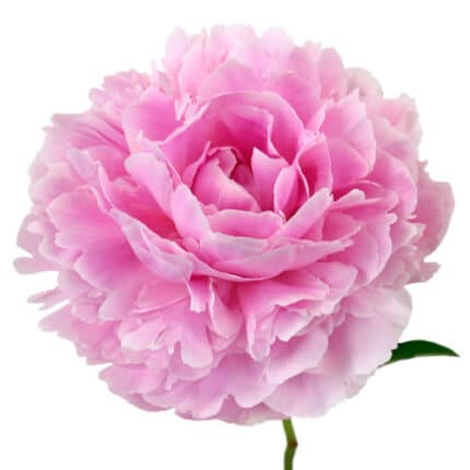 Peony SarahBernhardt 60cm holl