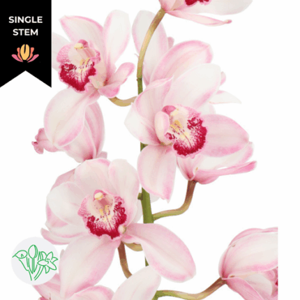 Cymbidium Jill holl (stem)
