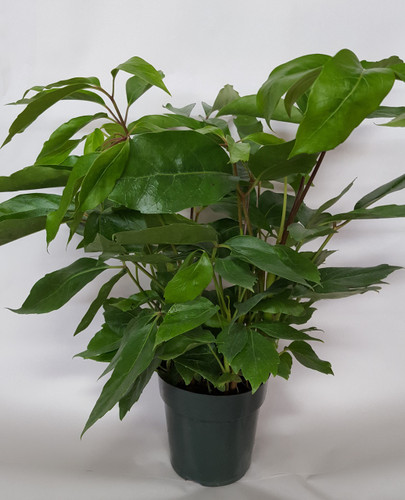 6" POTTED SCHEFF