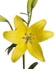 Lily La Yellow rio