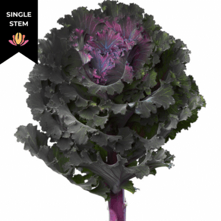 Kale Black Angel holl (STEM)