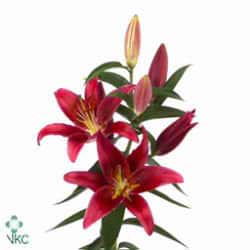Lily Montezuma. o.b.
