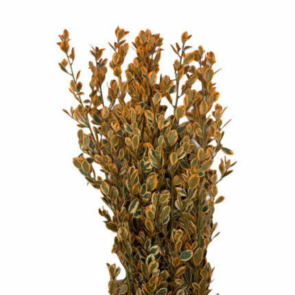 Bouquet Rhamnus Tinted Org mel