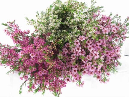 Waxflower Asst(11case)fbi