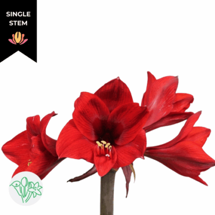 Amaryllis Rapido holl (STEM)