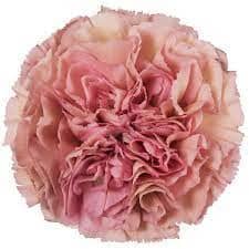 Carn Sel. Terra Lege Pink mult