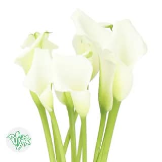 Calla Crystal White 70cm Holl