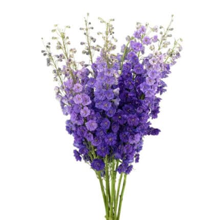 Delph Violet Elatum Black Velv