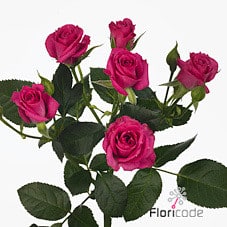 RoseSpray Victorian Purp Irisk