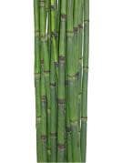 HORSETAIL cal