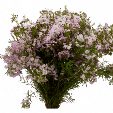 Waxflower Dancing Queen chile