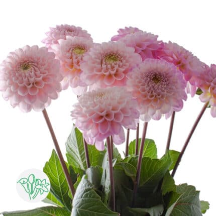 Dahlia Wizard of Oz holl 40cm