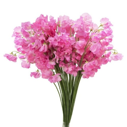 96b833e8-37df-46f7-89da-cea4480734d0.jpg Sweet Pea Bright Pink holex - Image 1