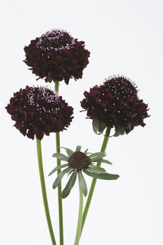 Scabiosa blackberry holl