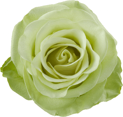 Rose Green Romance 70cm rprima